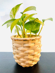 Bamboo Plant Pot, Indoor Planter