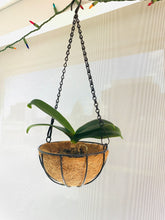 Tải hình ảnh vào trình xem Thư viện, 6.7&quot; Hanging Coconut Basket Planter
